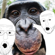 A7 Chimps