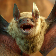 Bat!