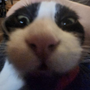 TIGER FREGNA