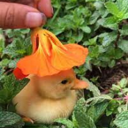 Duck Season