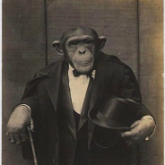 Monkeys at Wallmart