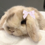 bunnycore