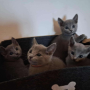 itty bitty kitty comittee