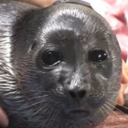 FOCAS