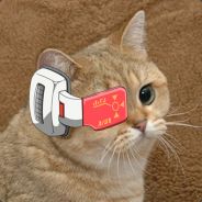 Pussy Patrol