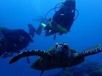 DIVERS