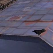 the crow on swine