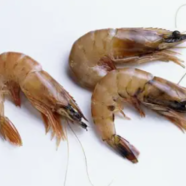 Shrimps