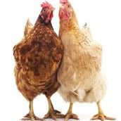 2 chooks