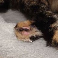 Tactical Paws
