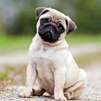 good pug