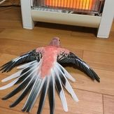 Birnd Out