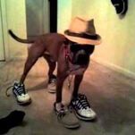 cupdog