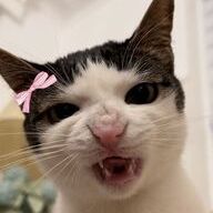 crunch cats