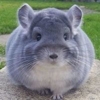 chinchilla