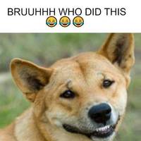 guys ii think maybe dingo did eit her baby..