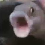 Pog Fish