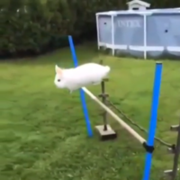 PAWESOME BUNNY JUMPING HURDLES TO TURBO KILLER