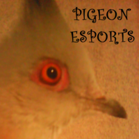 Pigeon Esports
