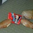 isopod enthusiasts