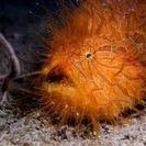 Hairy Fish