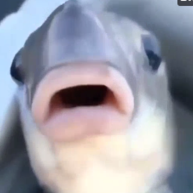 le fish## Heading